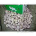 10Kg Loose Packing Normal white Garlic 2019